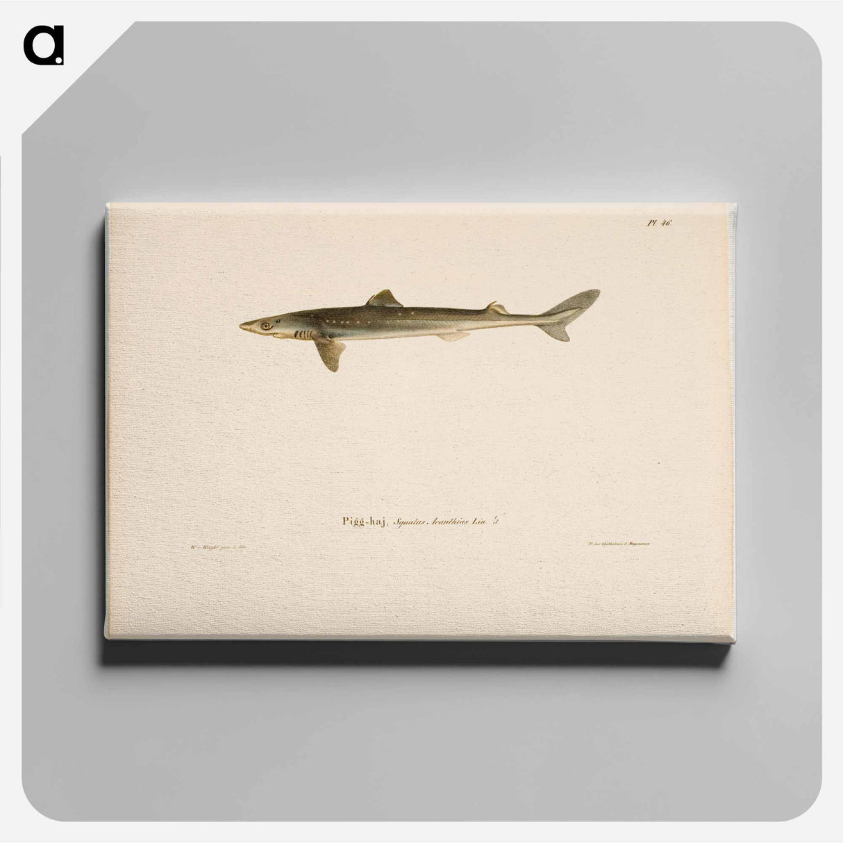 Dogfish - ヴィルヘルム フォン ライト Canvas.