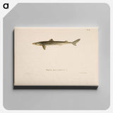 Dogfish - ヴィルヘルム フォン ライト Canvas.