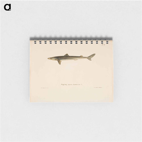 Dogfish - ヴィルヘルム フォン ライト Memo.