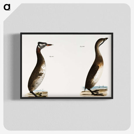 1-88_Zoology-of-New-York_blk-crop
