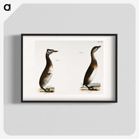 1-88_Zoology-of-New-York_blk