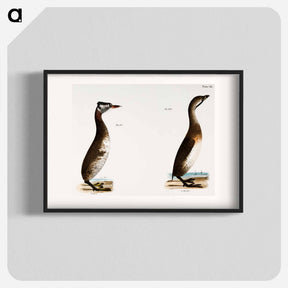 アートポスター-Red-necked Grebe - ニューヨークの動物学 Poster.