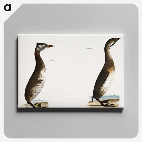 1-88_Zoology-of-New-York_canvas