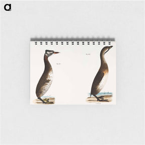 アートメモ帳-Red-necked Grebe - ニューヨークの動物学 Memo.