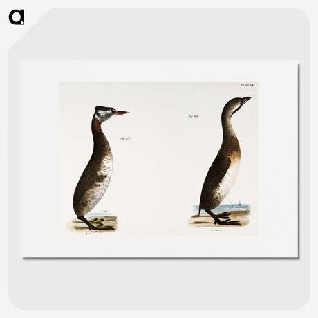 1-88_Zoology-of-New-York_picture