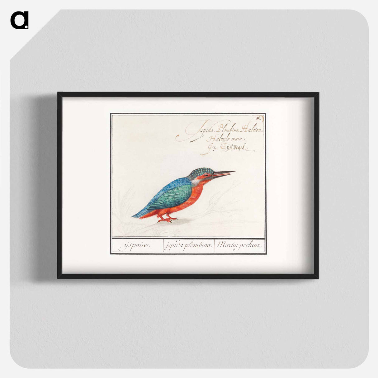 The Kingfisher - アンセルムス ボエティウス デ ブート Poster.