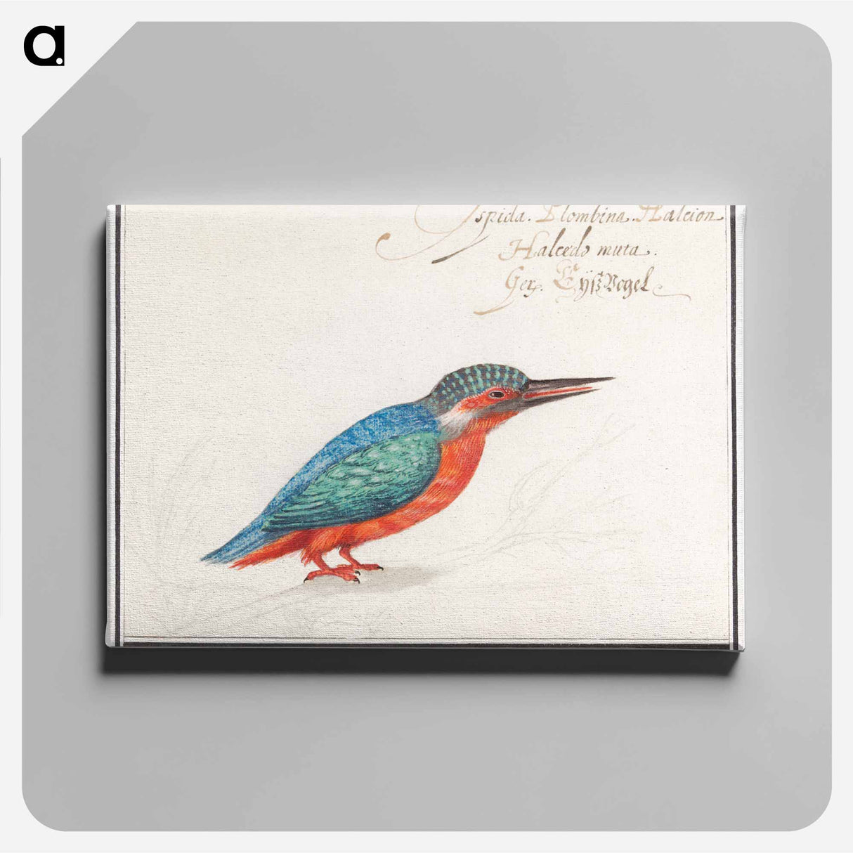 The Kingfisher - アンセルムス ボエティウス デ ブート Canvas.