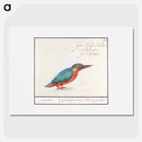 The Kingfisher - アンセルムス ボエティウス デ ブート Poster.