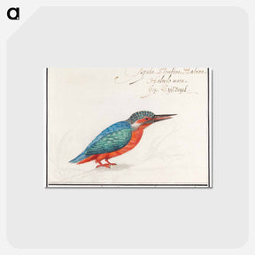 アートポストカード-The Kingfisher - アンセルムス ボエティウス デ ブート Postcard.