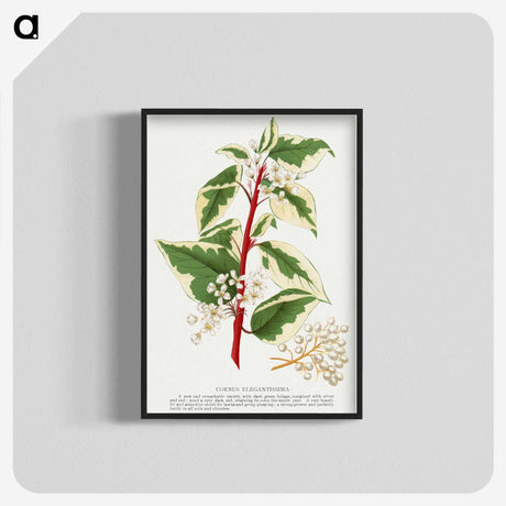 1-89_Botanical-Specimen-Plates_blk-crop