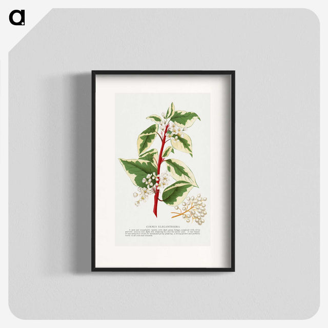 1-89_Botanical-Specimen-Plates_blk