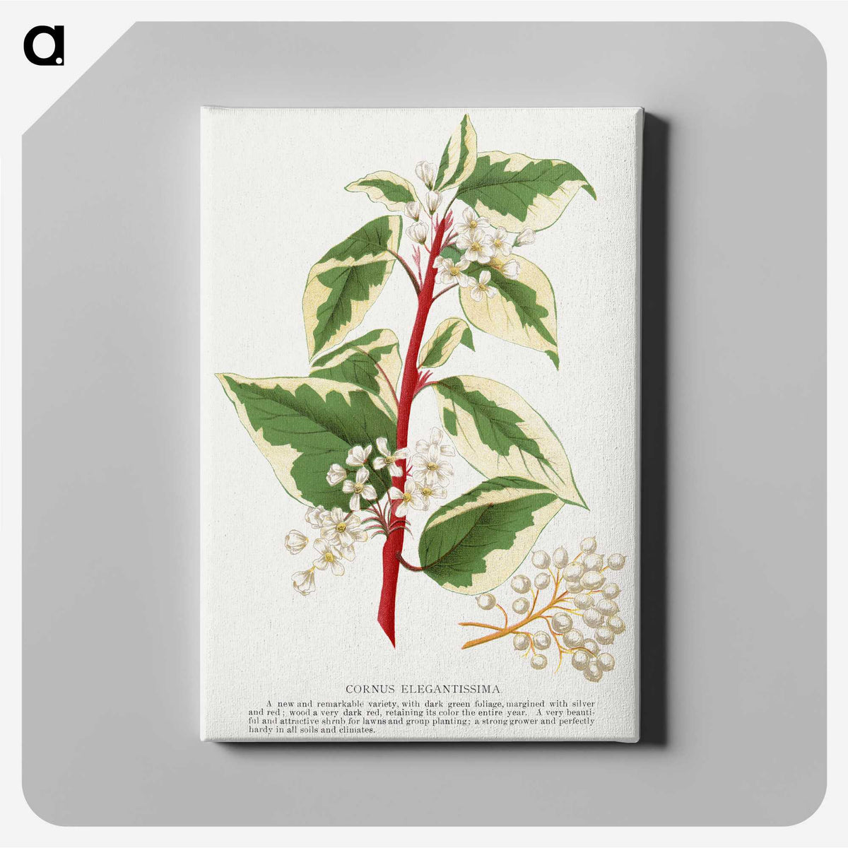 1-89_Botanical-Specimen-Plates_canvas