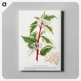 1-89_Botanical-Specimen-Plates_canvas