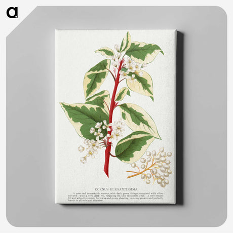 1-89_Botanical-Specimen-Plates_canvas