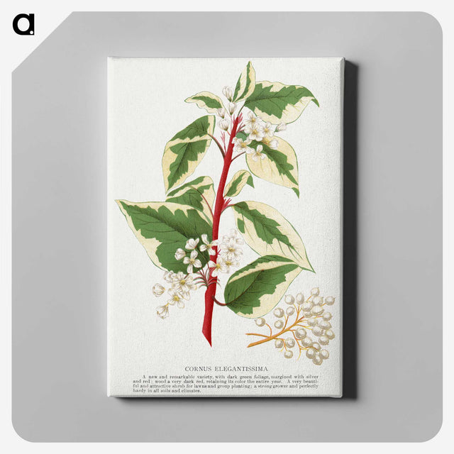 1-89_Botanical-Specimen-Plates_canvas