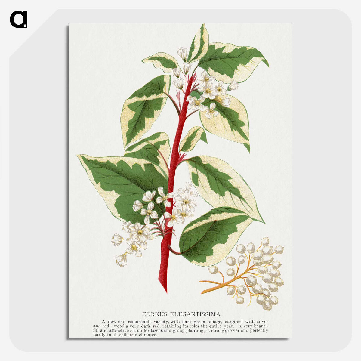 1-89_Botanical-Specimen-Plates_picture-crop