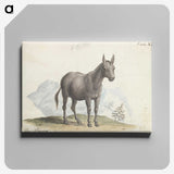 1-89_Charles-Hamilton-Smith_canvas