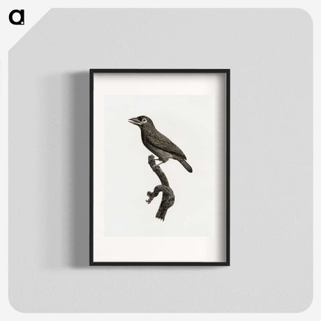 1-89_Des-Oiseaux-de-Paradis_blk