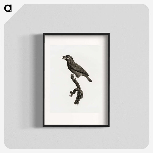 1-89_Des-Oiseaux-de-Paradis_blk