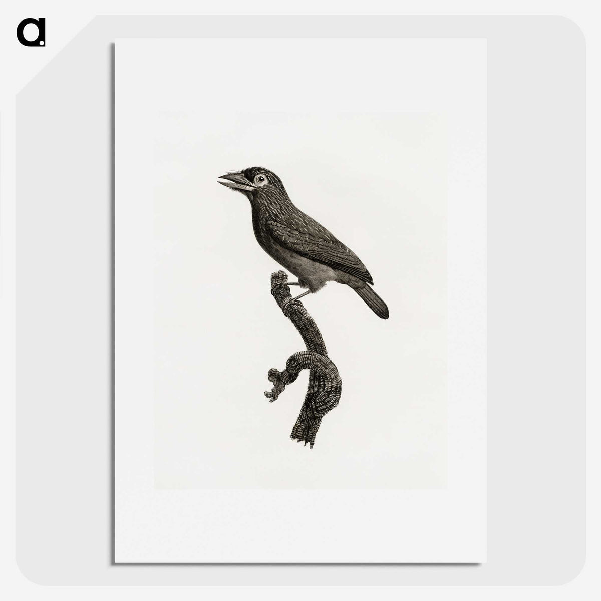 1-89_Des-Oiseaux-de-Paradis_picture
