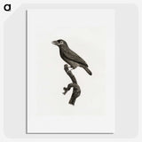 1-89_Des-Oiseaux-de-Paradis_picture