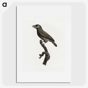 1-89_Des-Oiseaux-de-Paradis_picture