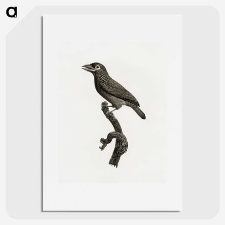 1-89_Des-Oiseaux-de-Paradis_picture
