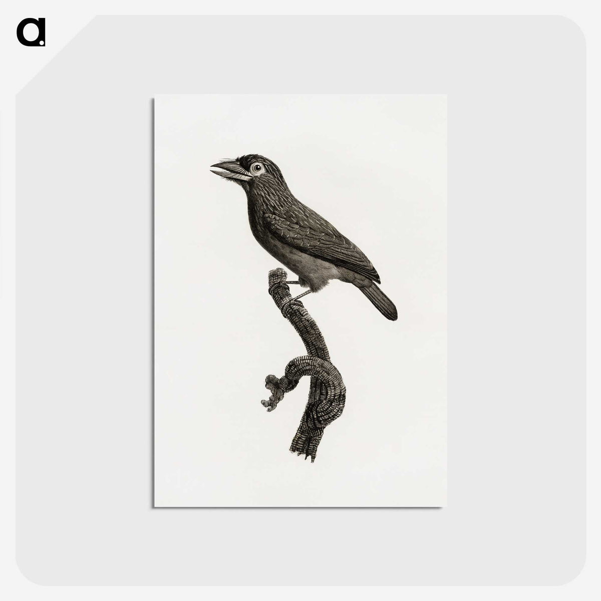 1-89_Des-Oiseaux-de-Paradis_postcard