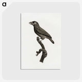 1-89_Des-Oiseaux-de-Paradis_postcard