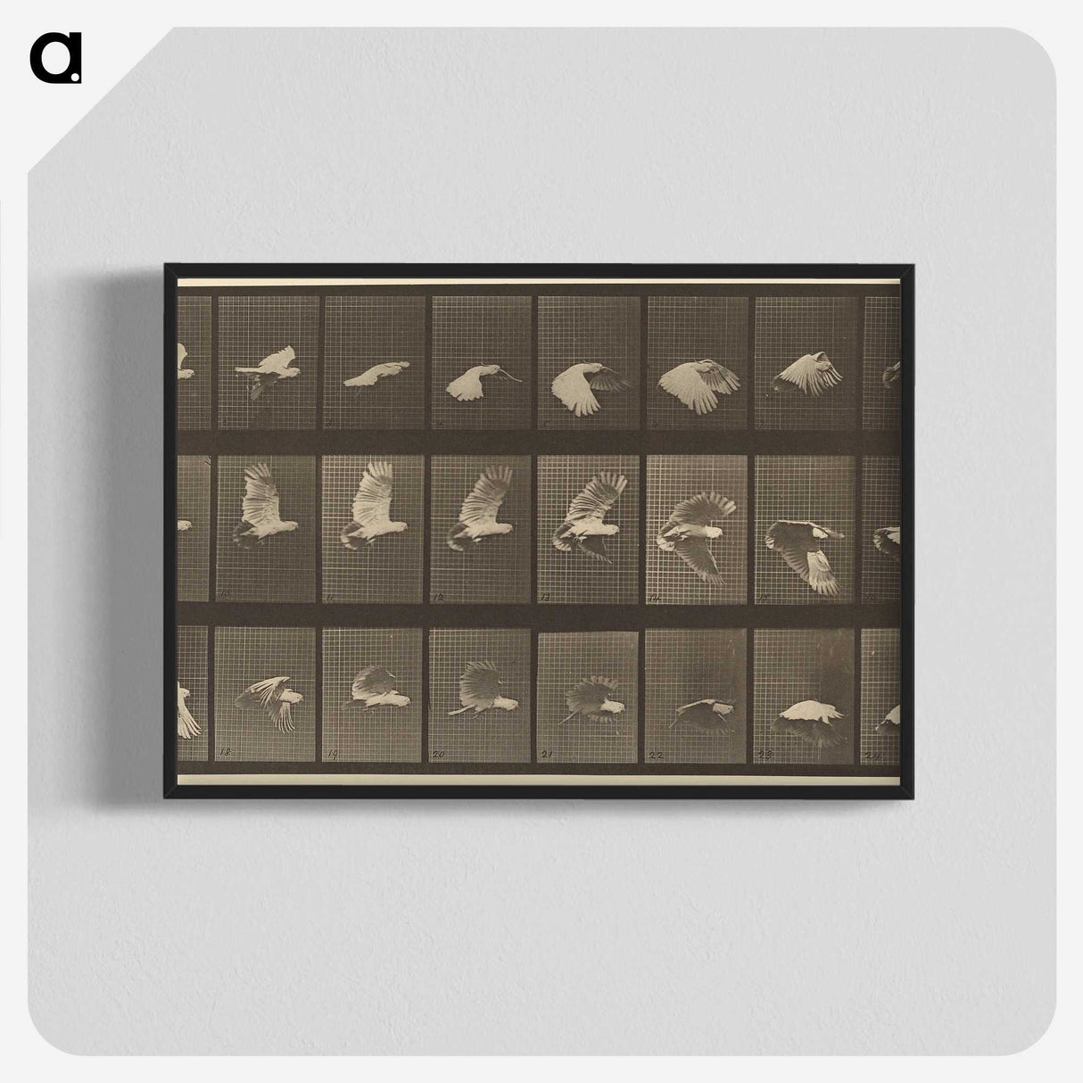 1-89_Eadweard-Muybridge_blk-crop