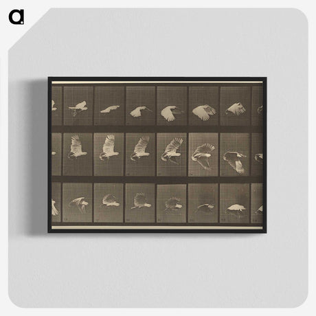 1-89_Eadweard-Muybridge_blk-crop