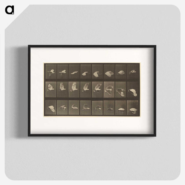 1-89_Eadweard-Muybridge_blk