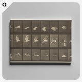 1-89_Eadweard-Muybridge_canvas