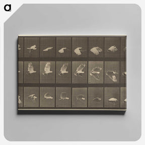 1-89_Eadweard-Muybridge_canvas