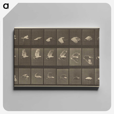 1-89_Eadweard-Muybridge_canvas