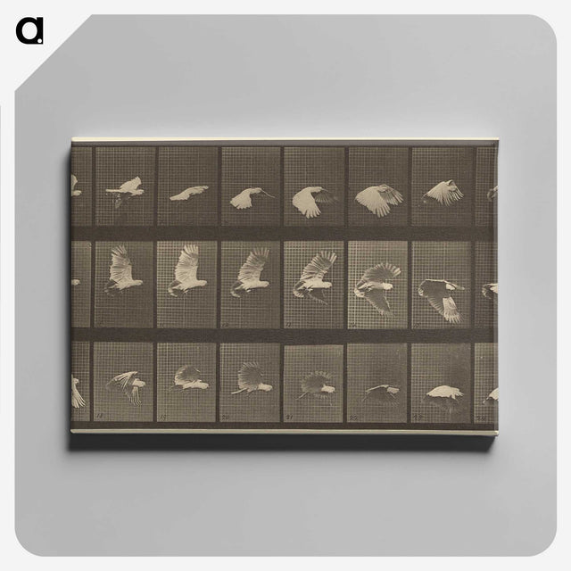 1-89_Eadweard-Muybridge_canvas