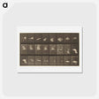 アートポストカード-Animal Locomotion
 - エドワード マイブリッジ Postcard.