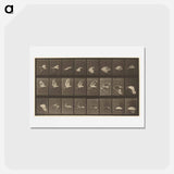アートポストカード-Animal Locomotion
 - エドワード マイブリッジ Postcard.