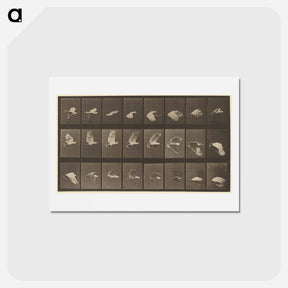 アートポストカード-Animal Locomotion
 - エドワード マイブリッジ Postcard.