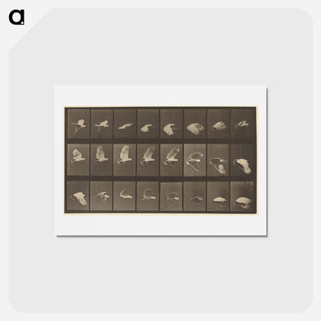 アートポストカード-Animal Locomotion
 - エドワード マイブリッジ Postcard.