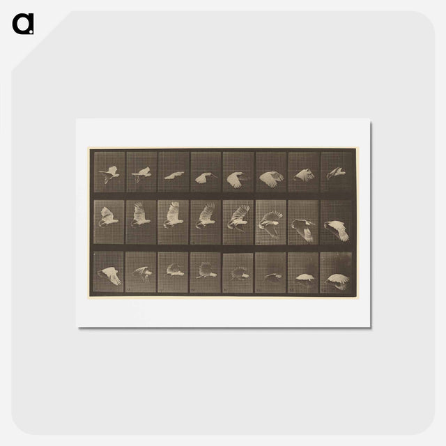 アートポストカード-Animal Locomotion
 - エドワード マイブリッジ Postcard.