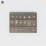 1-89_Eadweard-Muybridge_memo
