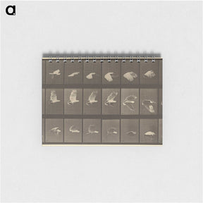 1-89_Eadweard-Muybridge_memo