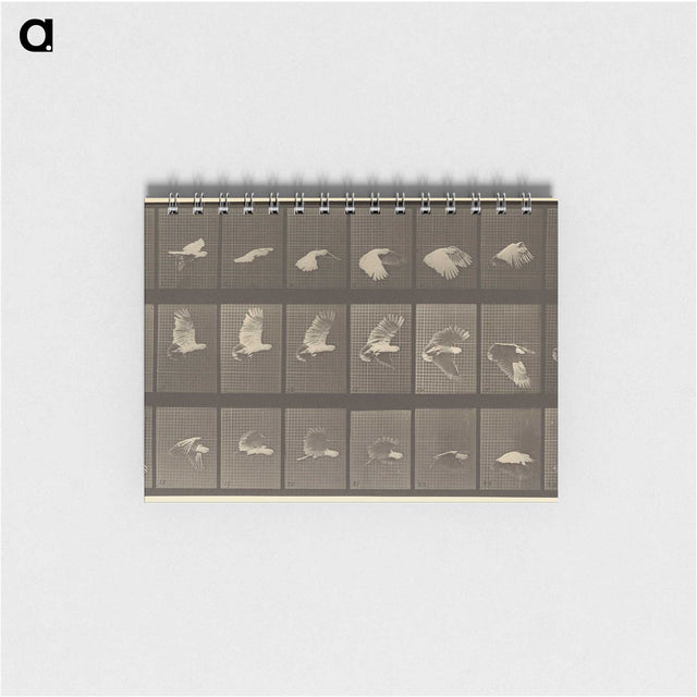 1-89_Eadweard-Muybridge_memo