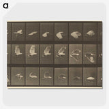 1-89_Eadweard-Muybridge_picture-crop