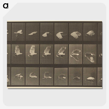 1-89_Eadweard-Muybridge_picture-crop