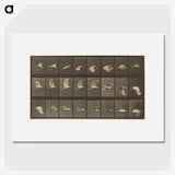 1-89_Eadweard-Muybridge_picture