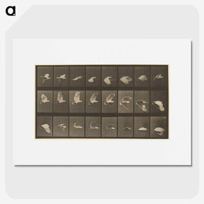 1-89_Eadweard-Muybridge_picture