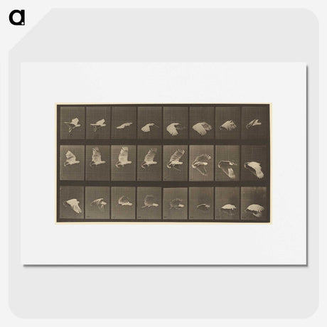 1-89_Eadweard-Muybridge_picture