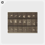 アートポストカード-Animal Locomotion
 - エドワード マイブリッジ Postcard.